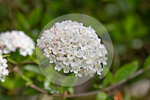 Burkwood Viburnum burkwoodii, cluster of white, scented flowers photo